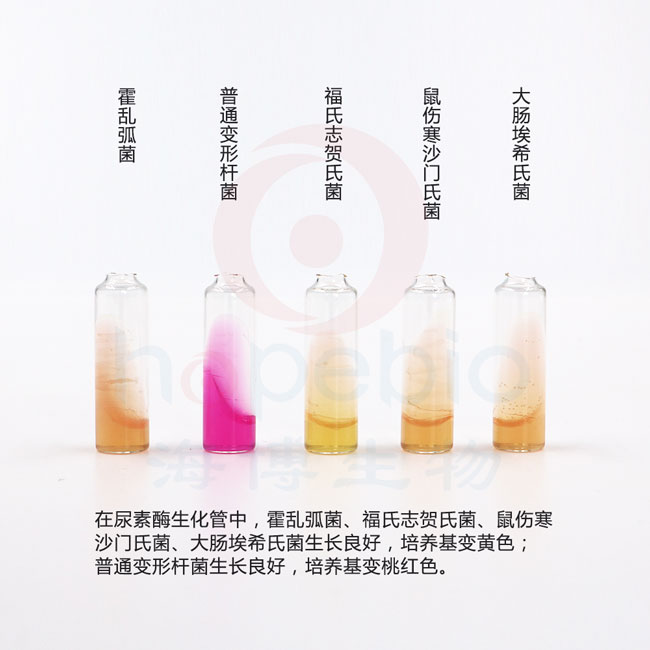 尿素酶